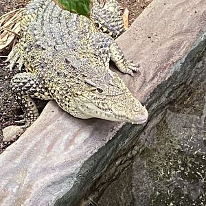 Crocodile Swamp - Cuban crocodile 201121