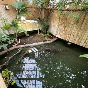 Crocodile Swamp - False gharial exhibit 201121
