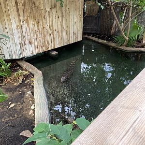Crocodile Swamp - False gharial exhibit 201121