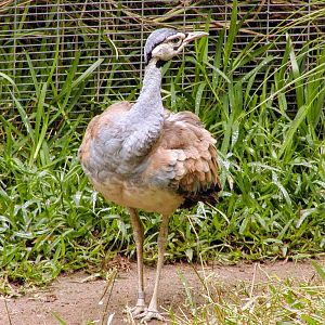 Senegal White-bellied Bustard