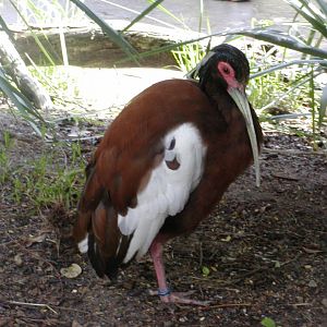 Madagascar Crested Ibis