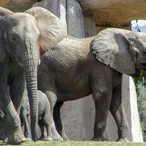 South African Bush Elephant
