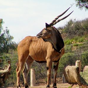 Eastern Giant Eland