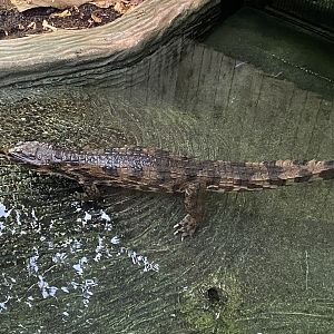 Crocodile Swamp - False gharial 201121