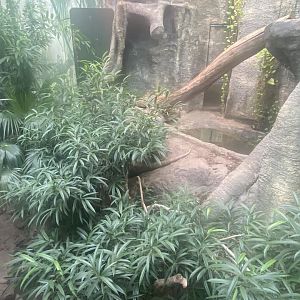 Crocodile Swamp - Komodo dragon exhibit 201121