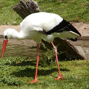 White Stork