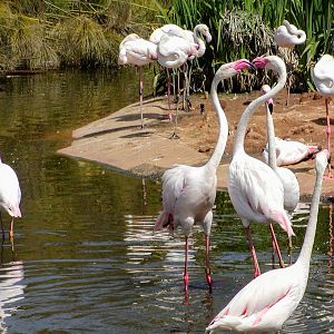 Greater Flamingo