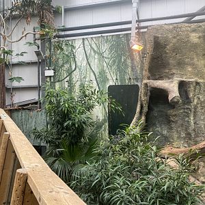 Crocodile Swamp - Komodo dragon exhibit 201121