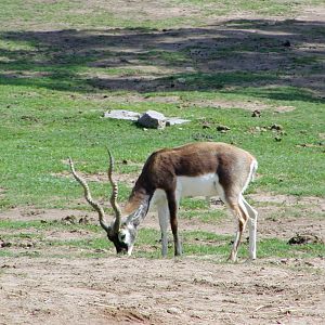 Blackbuck