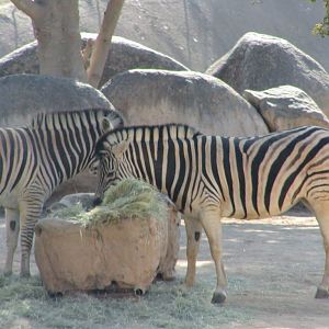 Damara Zebra