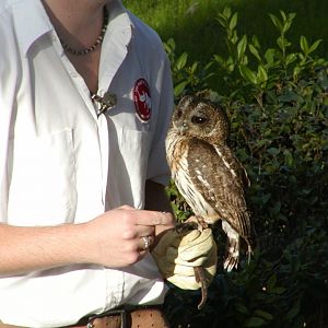 Mottled Owl in bird show