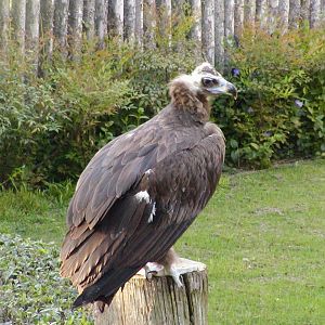 Cinereous Vulture in bird show