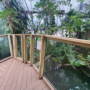 Crocodile Swamp - Cuban crocodile exhibit 201121