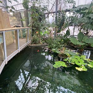 Crocodile Swamp - Cuban crocodile exhibit 201121