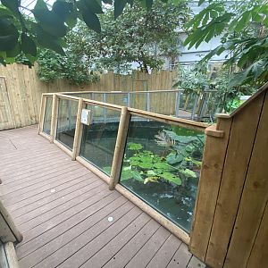 Crocodile Swamp - Cuban crocodile exhibit 201121