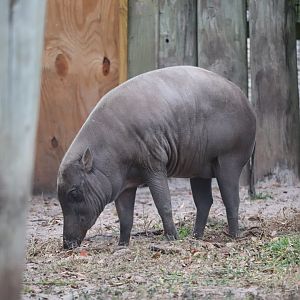 Asian Gardens - Babirusa