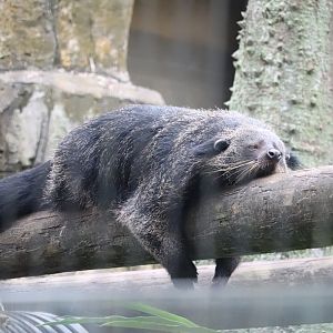 Asian Gardens - Binturong