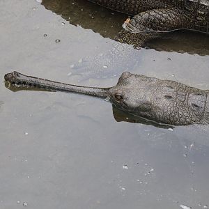 Asian Gardens - Indian Gharial