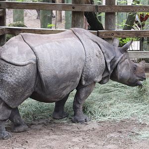 Asian Gardens - Indian Rhinoceros