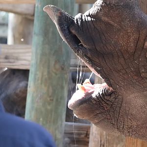 Asian Gardens - Indian Rhinoceros Awaiting Snacks