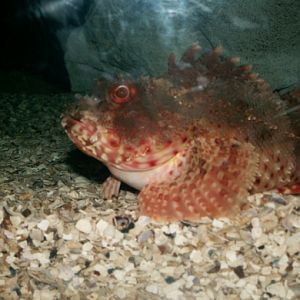 Scorpionfish species, Sydney Aquarium 2008