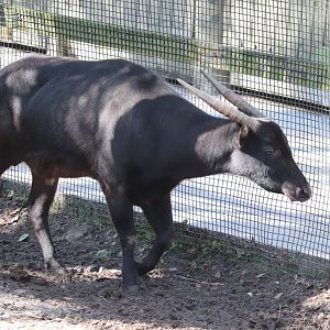 Asian Gardens - Lowland Anoa