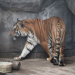 Asian Gardens - Malayan Tiger