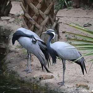 Asian Gardens - Demoiselle Crane