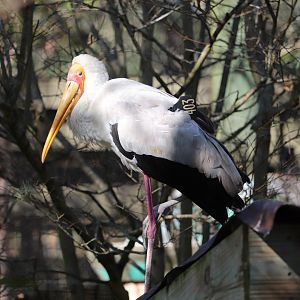 Asian Gardens - Yellow-billed Stork