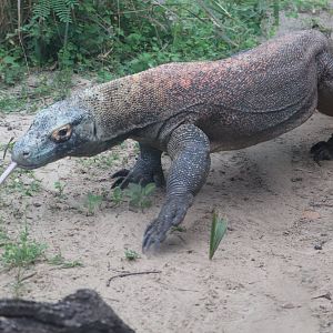 Asian Gardens - Komodo Dragons