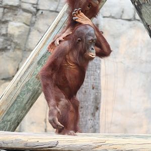 Primate World - Bornean Orangutan