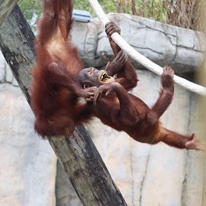 Primate World - Bornean Orangutan