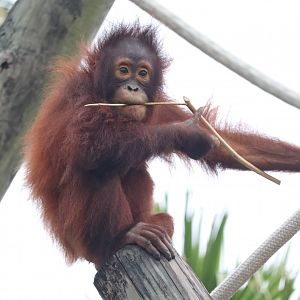 Primate World - Bornean Orangutan