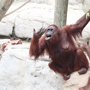 Primate World - Bornean Orangutan Ready To Catch Some Treats