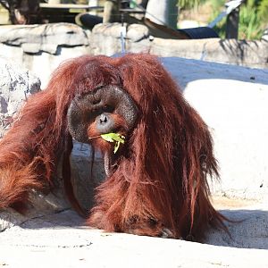Primate World - Bornean Orangutan