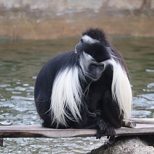Primate World - Angolan Colobus Monkey
