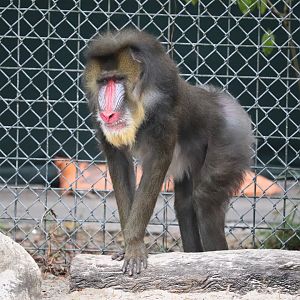 Primate World - Mandrill