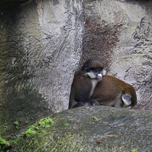 Primate World - Schmidt's Guenon