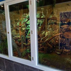 Enclosure Caiman lizard