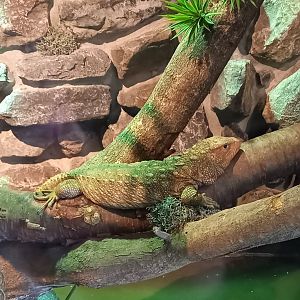 Caiman lizard