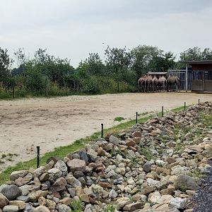 Bactrian camel enclosure