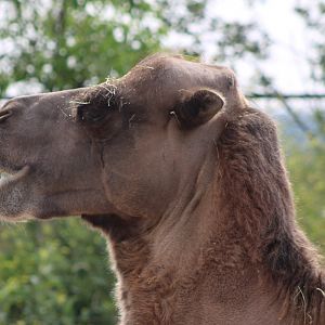 Bactrian camel
