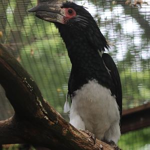Trumpeter hornbill