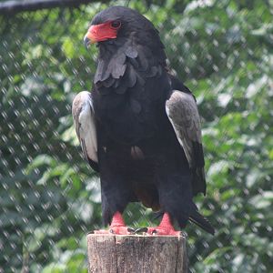Bateleur