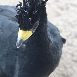 Great curassow - male