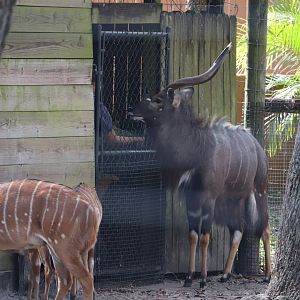 Safari Africa - Lowland Nyala