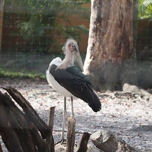 Safari Africa - Marabou Stork