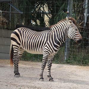 Safari Africa - Hartmann's Mountain Zebra