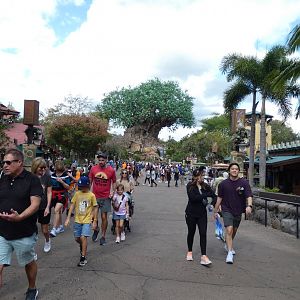 The Tree of Life, Discovery Island - Jan. 2022