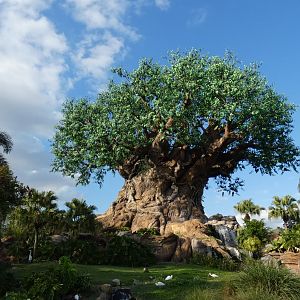 The Tree of Life, Discovery Island - Jan. 2022